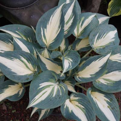 Hosta 'Ivory Queen' Hosta 'Ivory Queen'